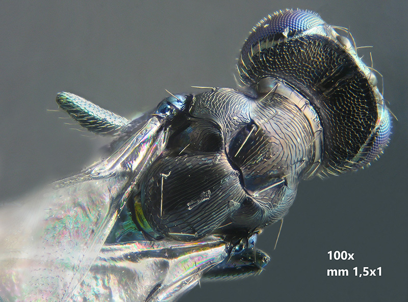 Lithocolletis (Phyllonorycter) platani con parassitoidi